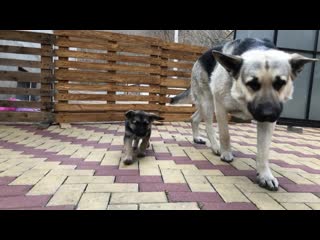 video фиелисс остер со своей дочуркой теорией заговора sex