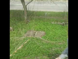 video vintage vid 20620118 002737 640 mp4 sex