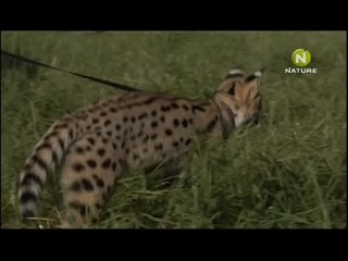 video bus the cheetah diaries s01e04 rus mp3 satrip xvid 2008 sex