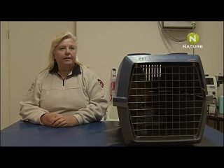 video huaa the cheetah diaries s01e05 rus mp3 satrip xvid 2008 sex