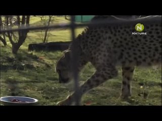 video and the cheetah diaries s01e08 rus mp3 satrip xvid 2008 sex