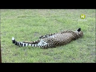 video ev the cheetah diaries s01e11 rus mp3 satrip xvid 2008 sex