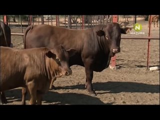 video rzv the cheetah diaries s02e09 rus mp3 satrip xvid 2009 sex
