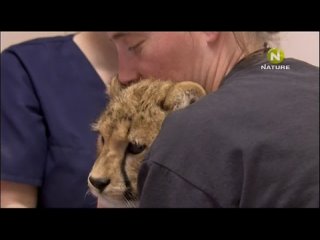 video babysummer the cheetah diaries s03e08 rus mp3 satrip xvid 2012 sex