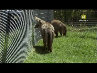 video xxxxxxxxxmmn the cheetah diaries s03e12 rus mp3 satrip xvid 2012 sex