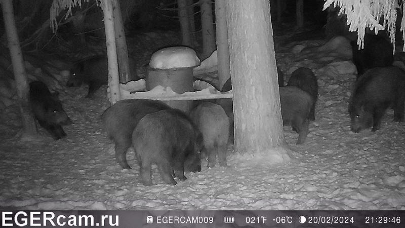 video кабаны как раз те у которых олени и сойки воровали корм всегда свежие фото и видео с фотоловушек егерькам sex