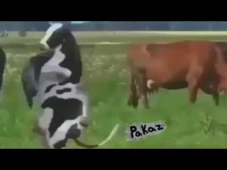video я кручу тебя волчком молочко в твоё очко sex