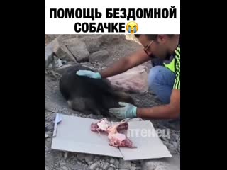 video помог бездомной собачке sex