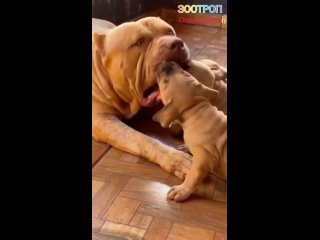 video вечно голодные щенки смешные молодые домашние любимцы секс в доме рыжий пес зоотроп mp4 sex
