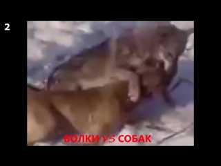 video волки vs молодые может ли кангал взять волка 10 реальных съемок волков sex