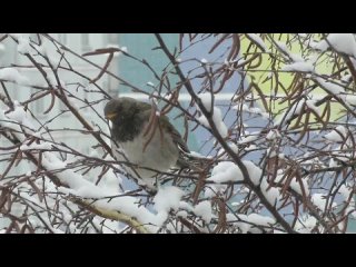 video gang mvi 0136 trim trim mp4 sex
