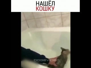 video мужик поймал свою кошку нооо потом случилось это sex
