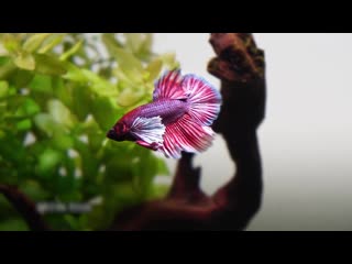 video planted aquarium and inhabitants closeup sex