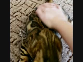 video хейли скоро отправится к своей новой мамочке а пока видео привет sex