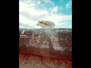 video очень крутой ёж бежит под моргенштерна соляви ебать меня в анус ёж мем моргенштерн sex