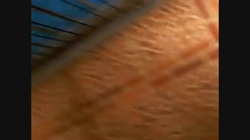 video безобидный тигреночек но с острыми клыками и когтями sex