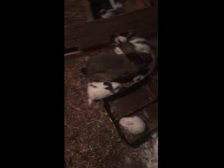 video 目を覚ましたところを不良男子たちに輪姦させて復讐してヤ img 0539 mov sex