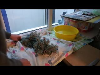 video голубая ель от черенка до саженца 100 результат blue spruce from cuttings to seedlings sex