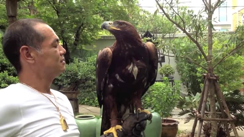 video golden eagle training started maning kamchatka golden eagle sex