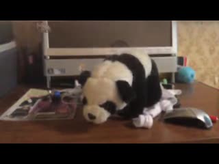 video video amfx cod emp take 0012 mov sex