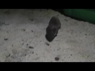 video ласка пришла к рыбакам покушать октябрь 2020 sex