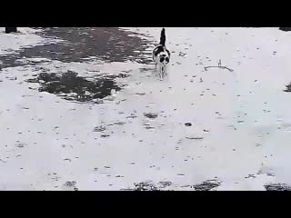 video уличная беременная кошка пришла рожать ко мне домой pregnant street cat came to my home sex