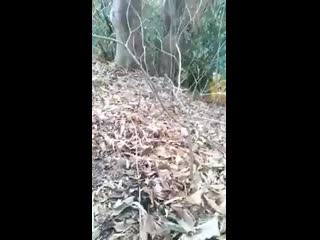 video ဆထ eagle eagle eagle ဝလက႐႔ င႐႔ပညသတ အမက အကငမမတက လက ငယတ source mp4 sex