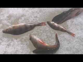 video с утра сидит на озере любитель рыболов sex