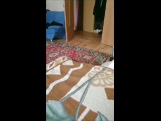video это мой сын роберт дрессирует нашего кота пока я лечусь в больнице sex