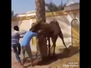 video видео от haq haqa sex