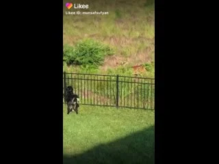 video видео от haq haqa sex