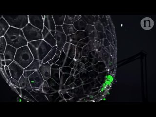 video феномен синхронизации как из хаоса зарождается порядок sex