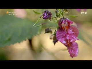 video гордая красавица не тронь её взрывается sex