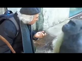video пожилой мужик что то рассказывает а обезьяна его внимательно слушает sex