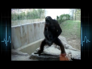 video funny monkey masturbation compilation 2014 sex