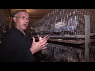 video разведение цесарок получение спермы у самца искусственное осеменение цесарок обучающее видео sex