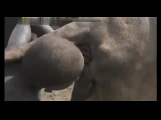 video всё в одном душ молоко мясо зоофилия sex