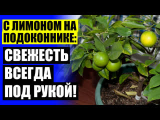video питомник лимонов купить комнатный лимон в горшке по почте sex