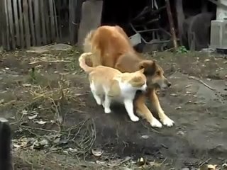 video опытный пикапер палкан знает как затащить в постель любую киску валерьянка sex