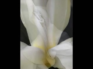 video эротика сексуальность массаж веточка саккуры фут фетишь лесби шоу sex