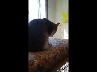 video 16 04 весь карантин новенькая потеряшка от шапито sex