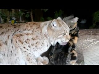 video домашняя кошка дуся и её подружка рысь линда в санкт петербургском зоопарке sex